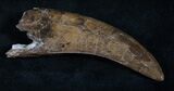 Giant Daspletosaurus (Tyrannosaur) Tooth #13869-4